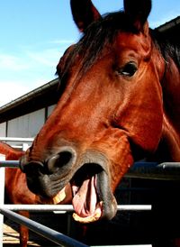 Close-up of horse in ranch