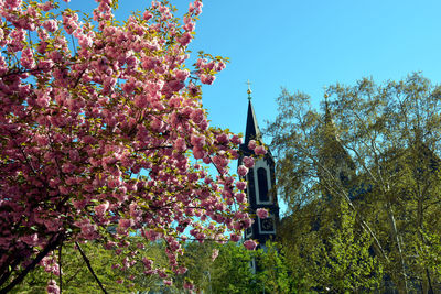 Low angle view of pink flowering tree against clear sky