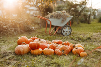 There are a lot of orange pumpkins on the grass in the garden. autumn theme