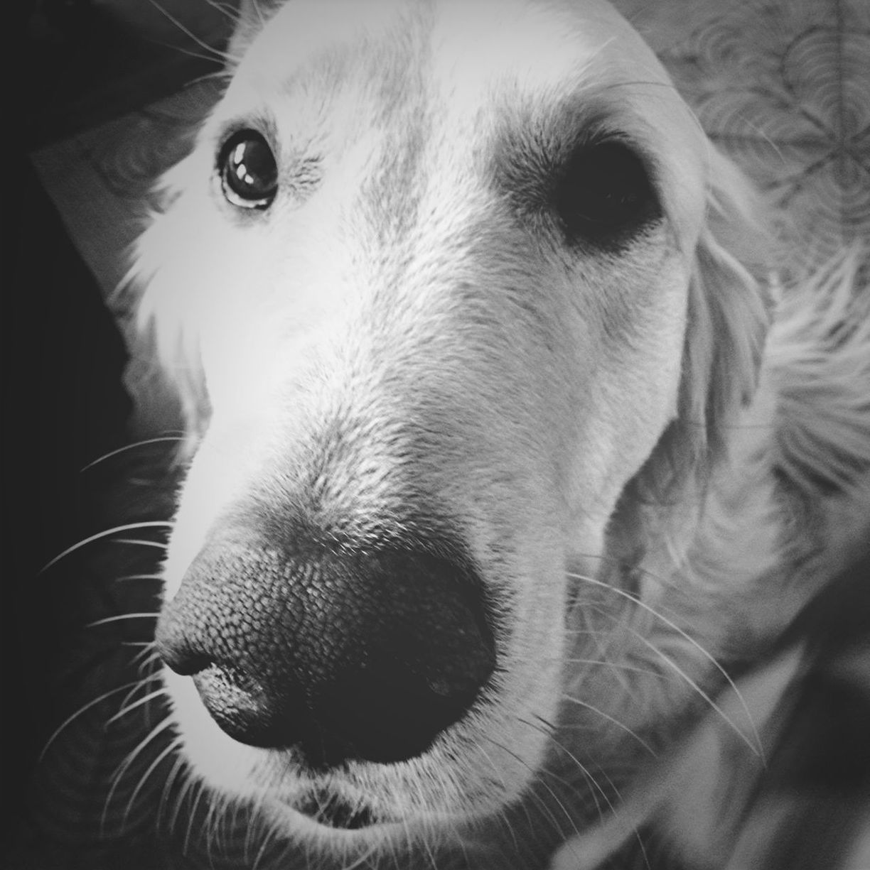 animal themes, one animal, domestic animals, pets, mammal, animal head, dog, close-up, animal body part, indoors, snout, animal nose, animal hair, looking away, portrait, no people, zoology, animal, animal eye, vertebrate