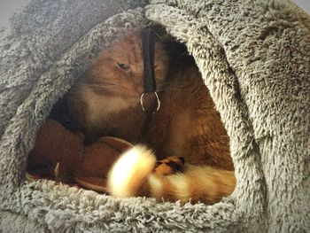 Close-up of cat lying down