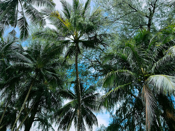 Low angle view of trees against sky