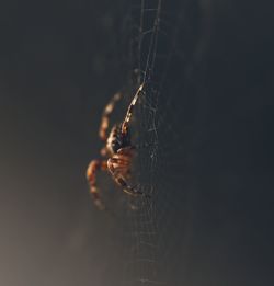Close-up of spider on web