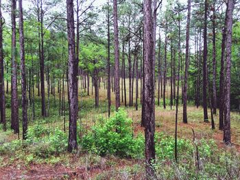 Trees in forest