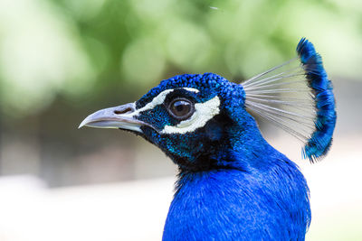 Close-up of peacock