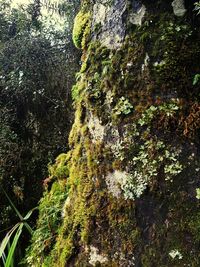 Low angle view of moss growing on rock