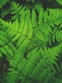 Full frame shot of fern