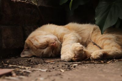Close-up of a cat sleeping