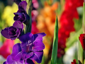 Close-up of purple flowers blooming outdoors