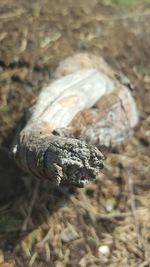 Close-up of plant against blurred background