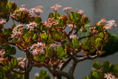 Close-up of flowering plant