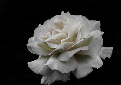 Close-up of white rose against black background