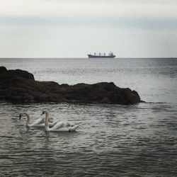 Swans swimming in sea against sky