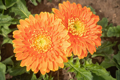 Close-up of orange flower