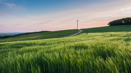 Scenic view of field against sky during sunset