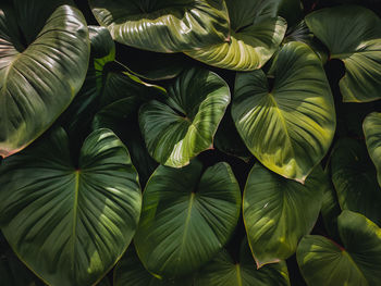 Full frame shot of leaves