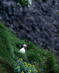 Close-up of bird on plant