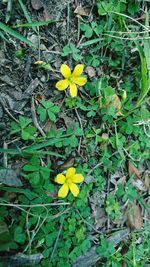 High angle view of yellow flowering plants