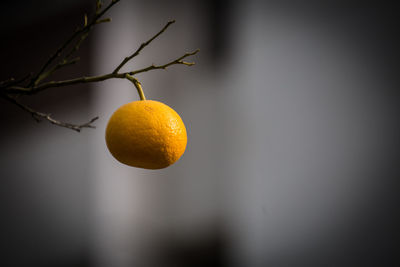 Close-up of orange hanging on tree