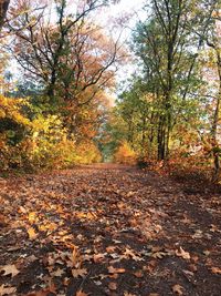 Sunlight falling on dry leaves in forest