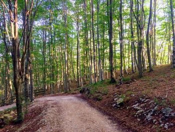 Walkway amidst trees in forest