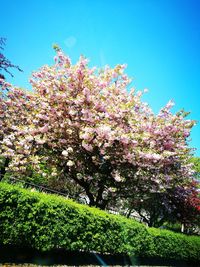 Low angle view of cherry blossom against clear sky