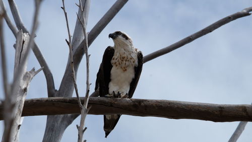 Low angle view of osprey bird perching on branch