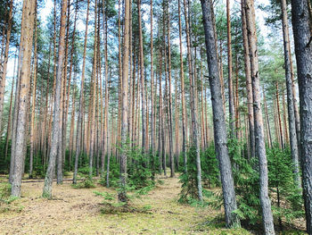View of trees in forest