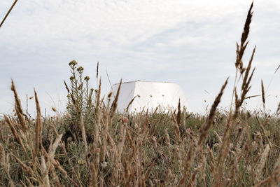 Plants growing on field against sky