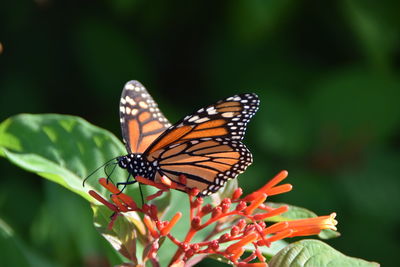 Close-up of butterfly pollinating on flower