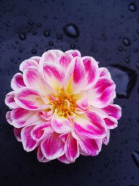 Close-up of pink flower