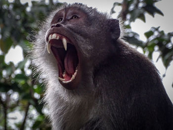 Close-up of a monkey