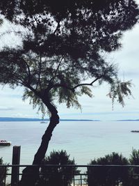 Silhouette tree by sea against sky