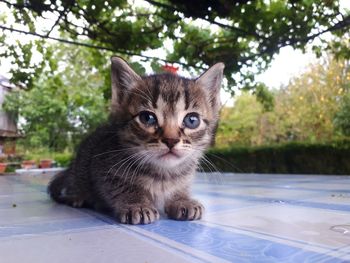 Portrait of cat sitting on tree