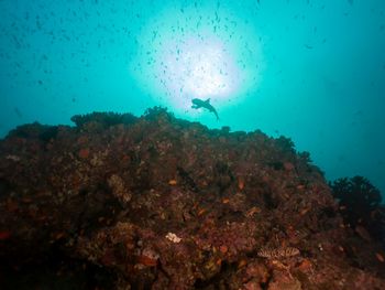 Trees against blue sky