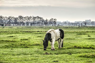 Horse in a green field