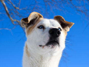 Close-up portrait of dog against blue sky