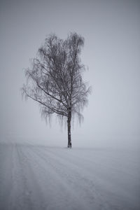 Bare tree on snow covered land