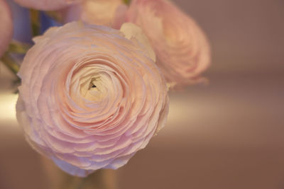 Close-up of pink rose