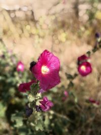 Close-up of pink flowers growing in garden