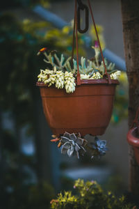 Close-up of potted plant