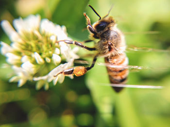 Bee flying in to flower