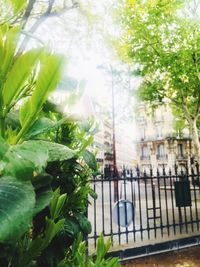 Close-up of fresh green plants in city