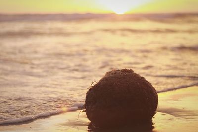 Close-up of crab at beach against sky during sunset