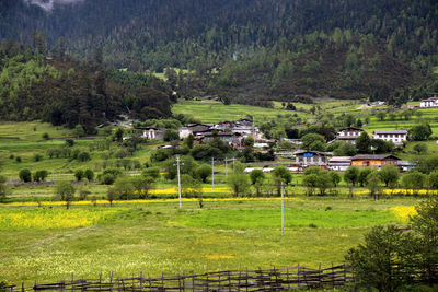 Trees on field