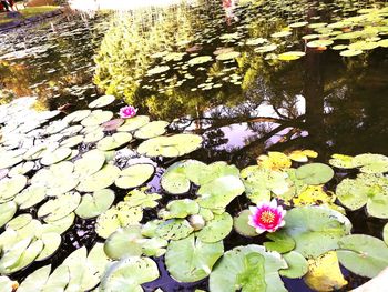 Close-up of lotus floating in pond