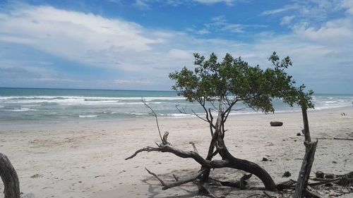 Palm trees on beach against sky