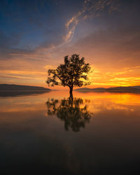 Single tree against sky at sunset