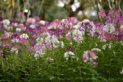 Close-up of purple flowering plants on field