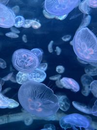 Jellyfish swimming in sea